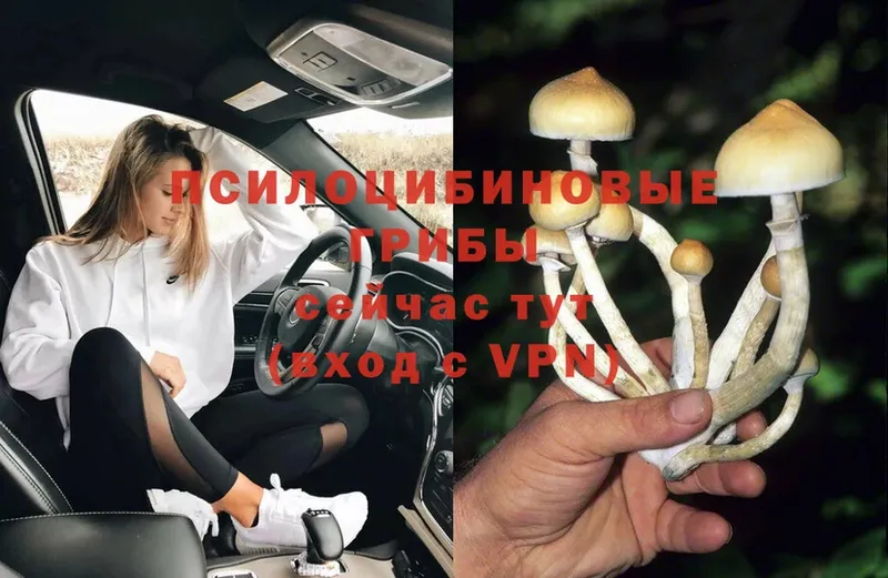 блэк спрут ссылки  Верхотурье  Псилоцибиновые грибы Psilocybe  где купить наркоту 