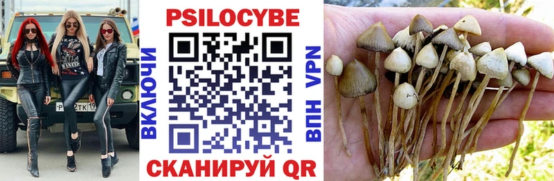 закладки  Верхотурье  Псилоцибиновые грибы Psilocybe 